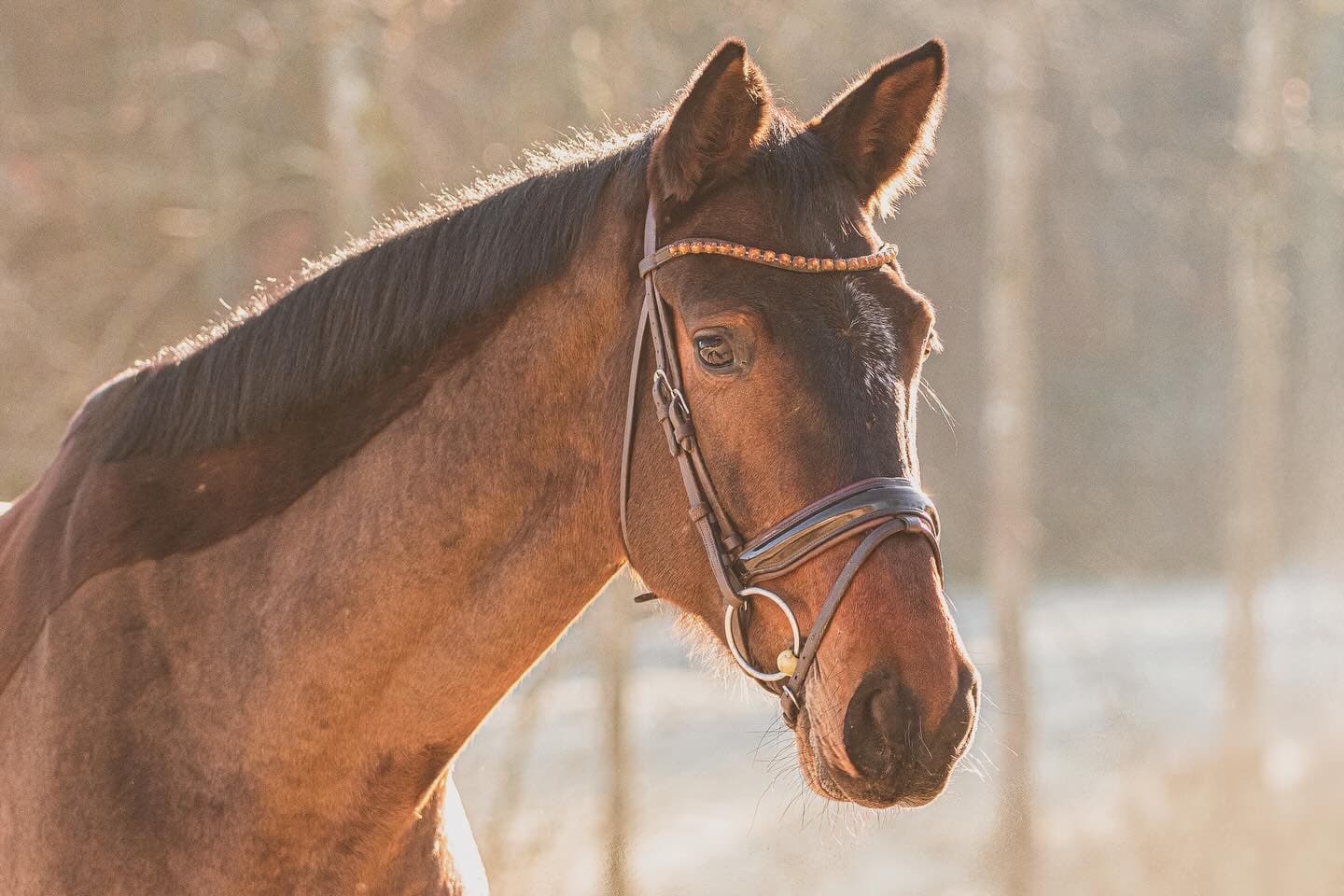 Deutsches Sportpferd Blossom im Porträt für KI-Pferdebewertung