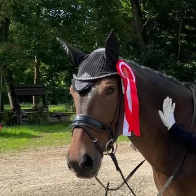 PferdeWert Instagram - Dressurreiten