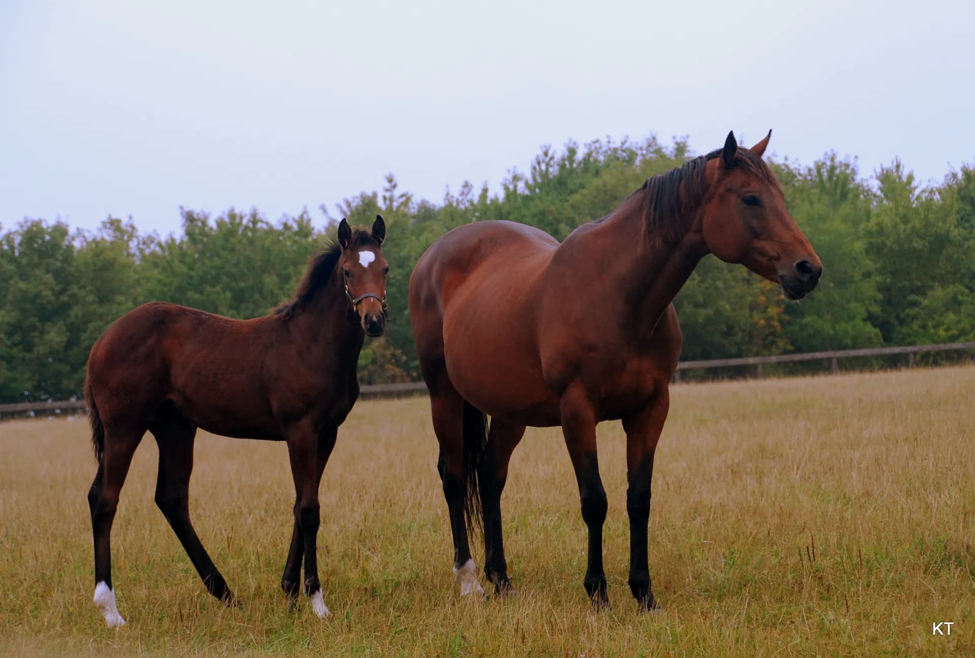 Fohlen kaufen: Der komplette Ratgeber 2025