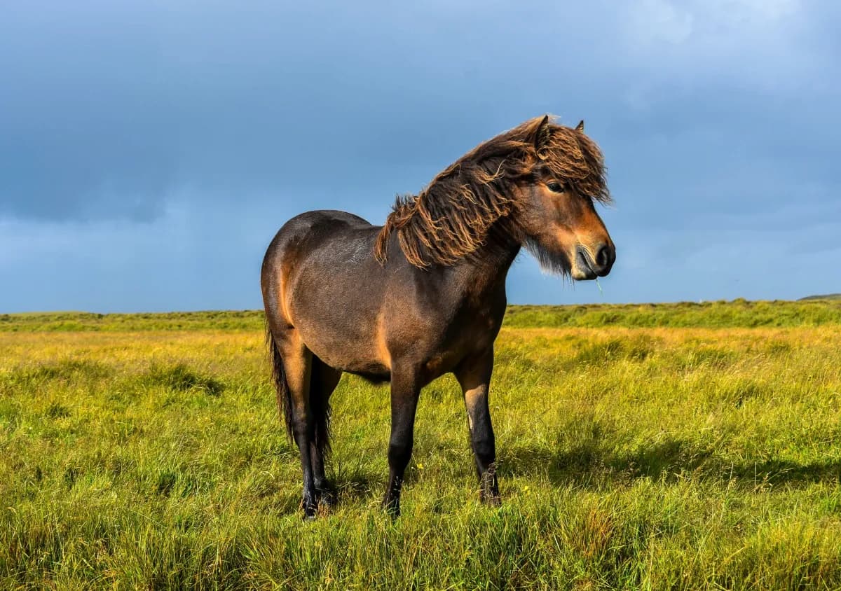 Braunes Pony auf grüner Weide im Wind - robustes Reitpony