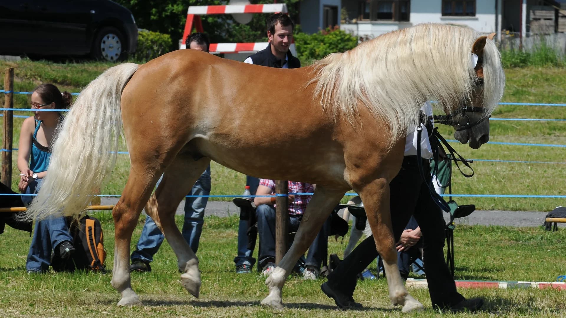 Pferd kaufen Österreich 2026: Alle Marktplätze, Züchter & Preise