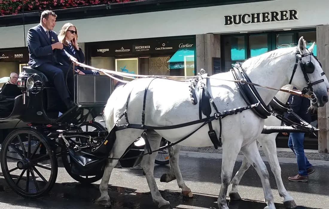 Pferd kaufen Schweiz 2026: Alle Marktplätze, Züchter & Preise (CHF)