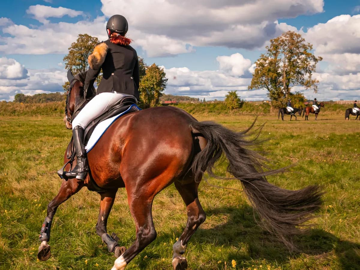 Pferdeversicherung: Welche Versicherung braucht dein Pferd?