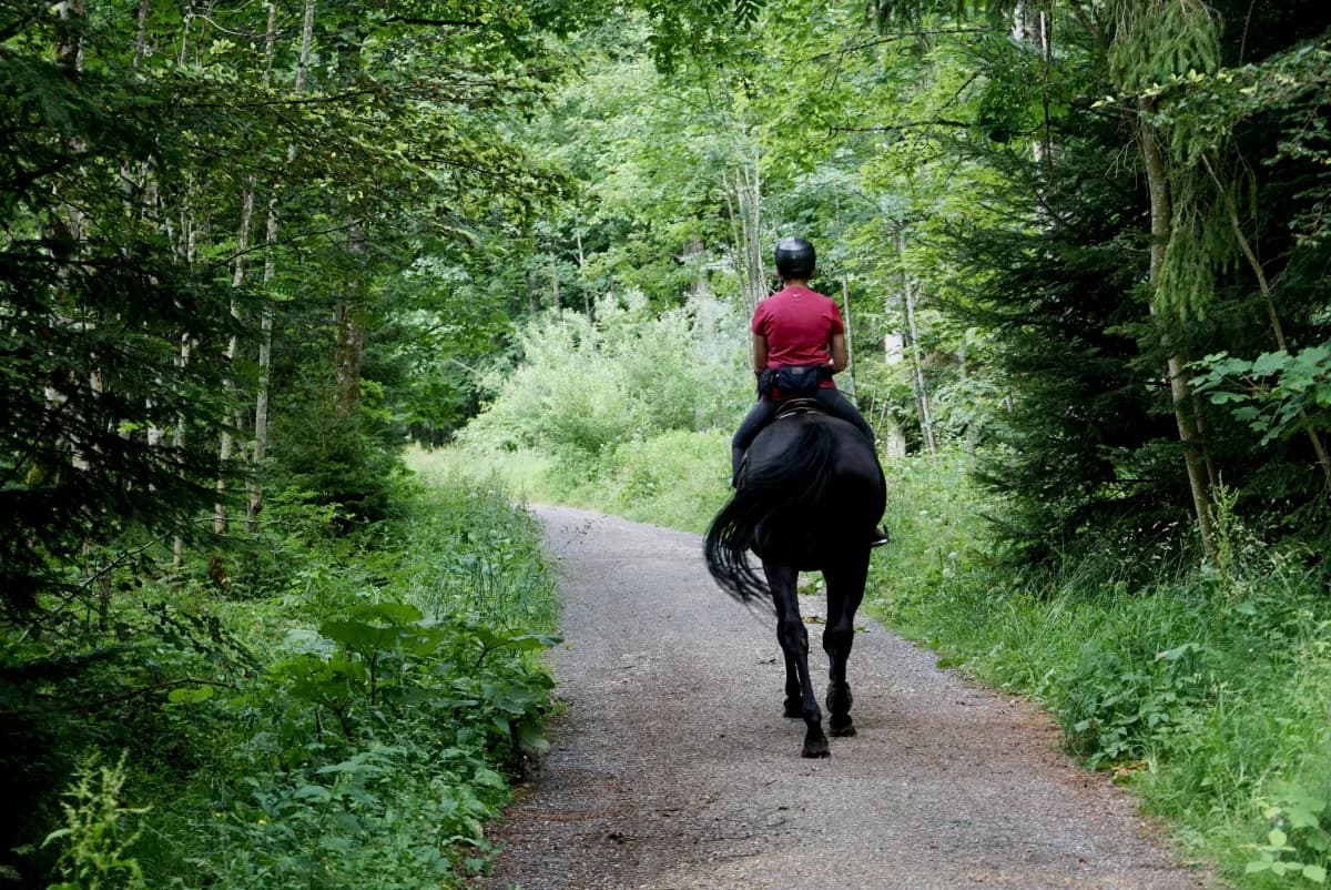 Reiterin auf Freizeitpferd beim entspannten Ausritt auf einem Waldweg